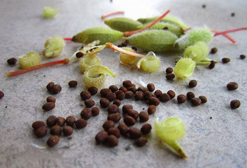 Graines de baume de jardin récoltées