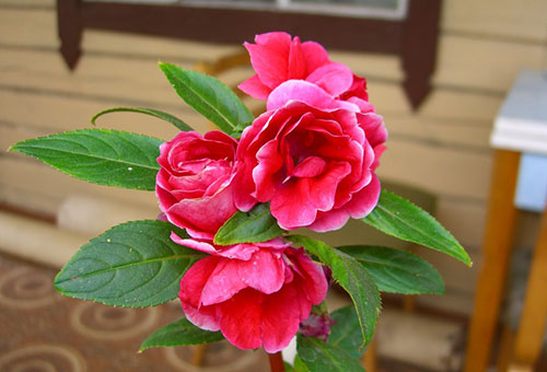 Baume en fleurs