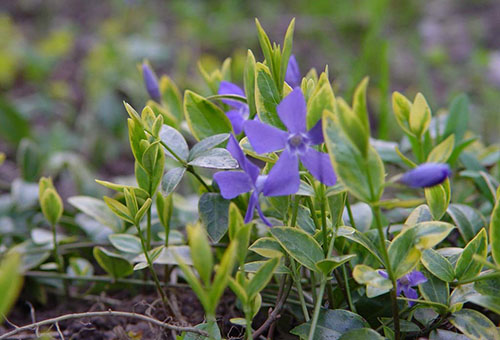 Разсад на Periwinkle