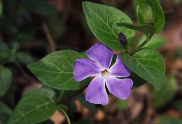 Pervenche en fleurs