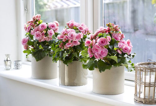 Bégonias en fleurs sur le rebord de la fenêtre