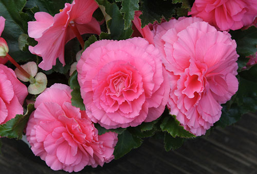 Fleurs de bégonia rose