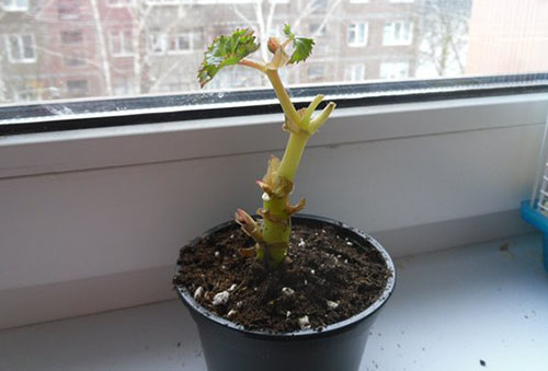 Bégonia coupé pour l'hivernage