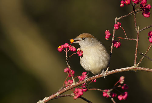 Moineau sur un arbre de broche