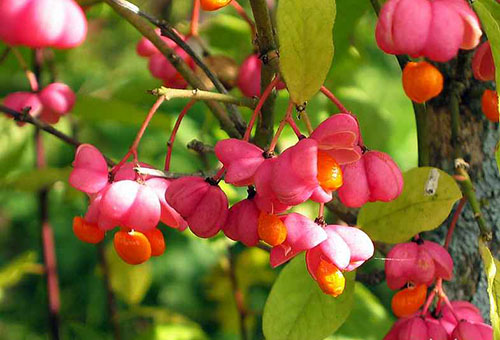 Baies d'Euonymus