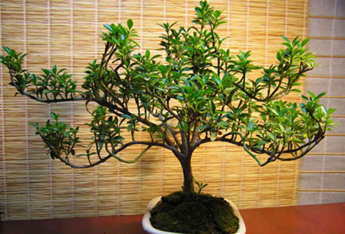 Japonais euonymus