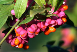 Клон на euonymus с плодове