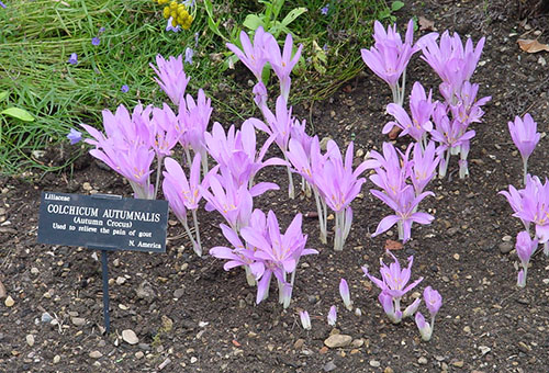 Crocus en fleurs