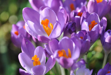 Colchicum blommor