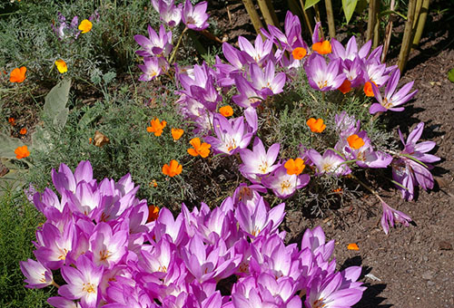 Colchicum dans le parterre de fleurs