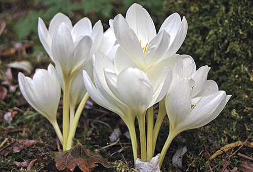 Crocus blanc