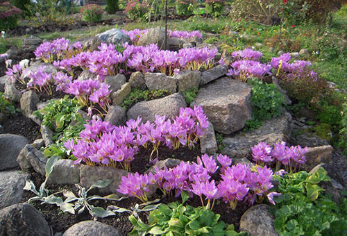 Colchicum sur un toboggan alpin