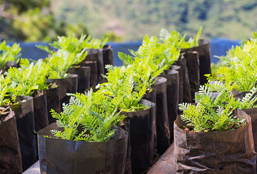 Les semis de souci sont prêts pour la plantation