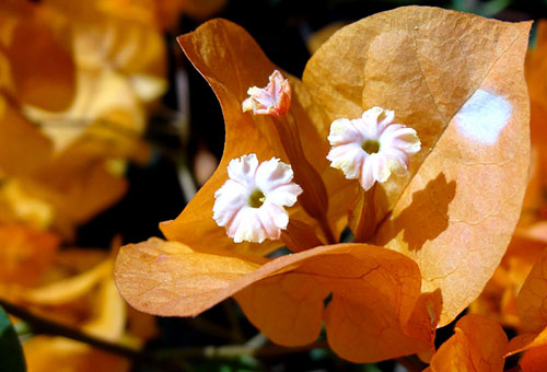 Bougainvillea med apelsinblackar