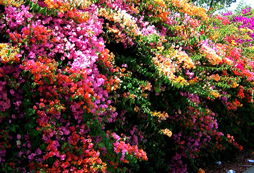 Bougainvillea-tjocklekar