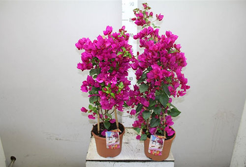 Bougainvillea i krukor efter köp