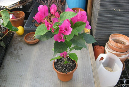 Bougainvillea-transplantation