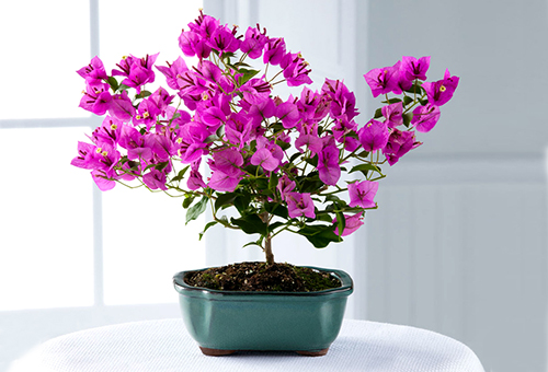 Blommande bougainvillea hemma