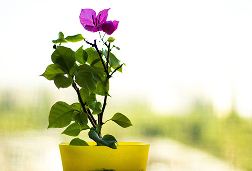 Bougainvillea i en kruka