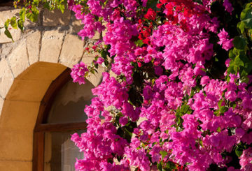 Bougainvilliers sur la façade de l'immeuble