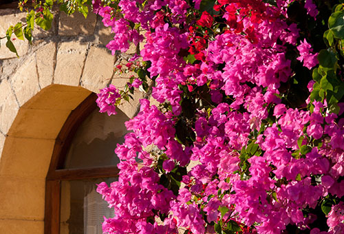 Bougainvillea på byggnadsfasaden