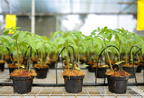 Tomates en pots