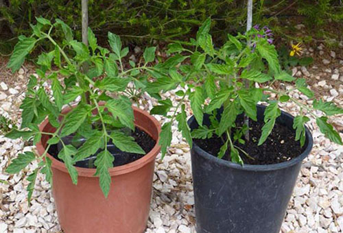 Härdande tomatplantor på gatan