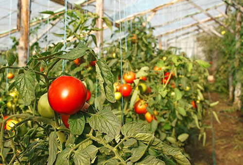 Tomates dans la serre