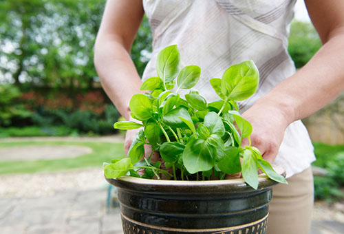 Basilic en pot