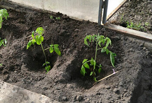 Planter des plants de tomates dans une serre