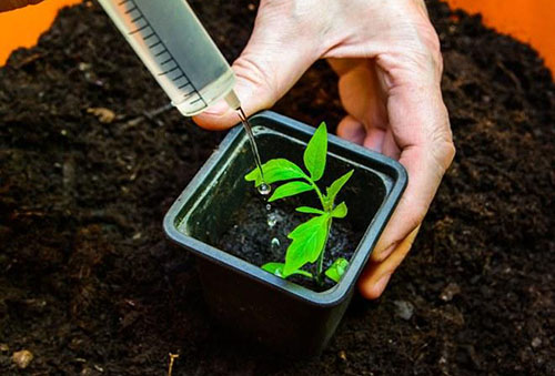 Kvävebefruktning av tomatplantor