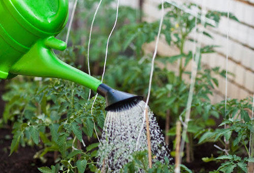 Arroser les tomates avec une solution d'urée