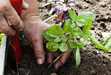 Planter un basilic dans un jardin