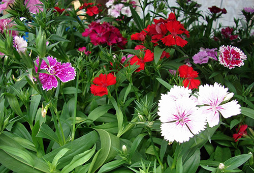 Oeillets de jardin multicolores