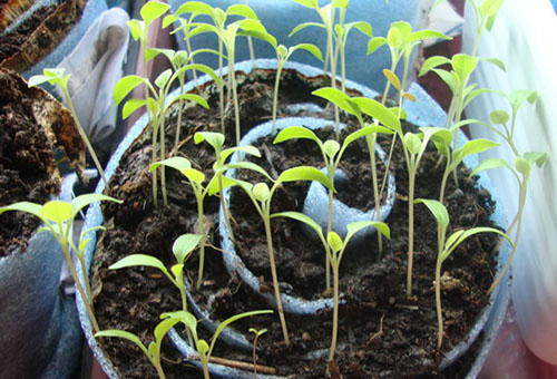 Pousses de tomates dans un escargot