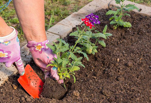 Planter de la verveine en pleine terre