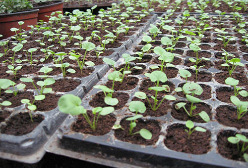 Les plants d'alto après la cueillette