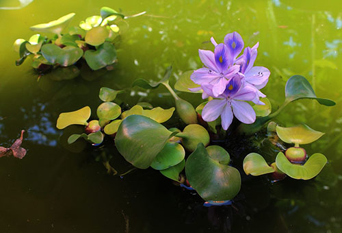 Jacinthe d'eau en fleurs