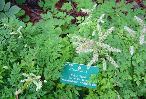 Aruncus - volzhanka dioecious