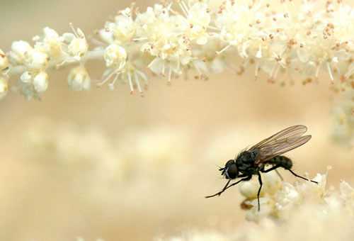 Voler sur les fleurs d'aruncus