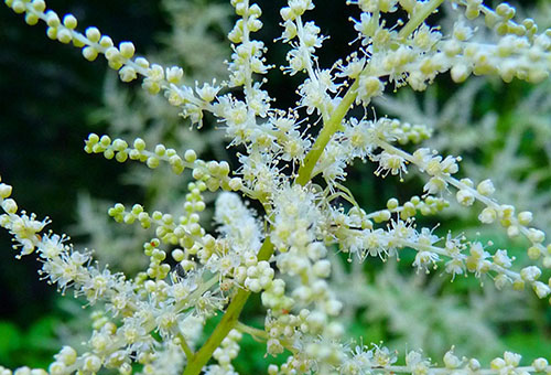 Fleurs dioïques de Volzhanka