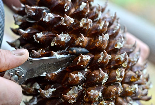 Extraire des pignons de pin d'une pomme de pin