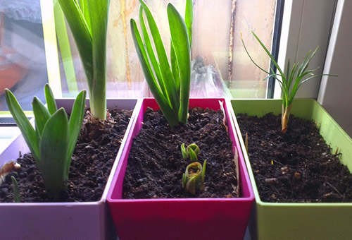 Germes de tulipes sur le rebord de la fenêtre