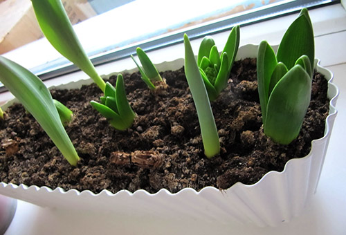 Semis de tulipes sur le rebord de la fenêtre