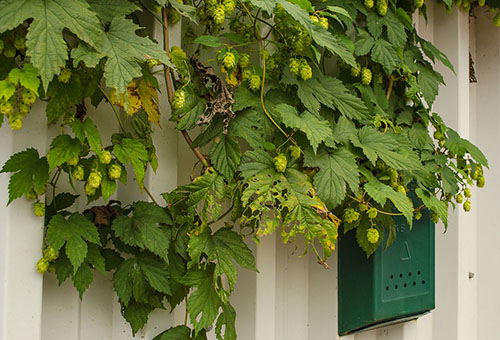 Houblon sur la clôture