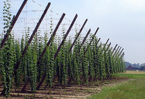 Cultiver du houblon