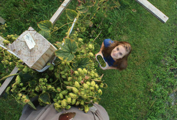 Collection de cônes de houblon