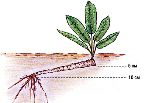 Plan de plantation de raifort en pleine terre