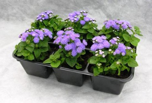 Plantor av ageratum