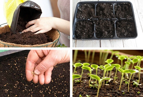 Propagation de fleurs